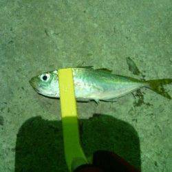 南港アジング、もう少し楽しめそうです