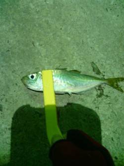 南港アジング、もう少し楽しめそうです