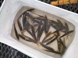 とっとパーク小島で小鯵入れ食い！