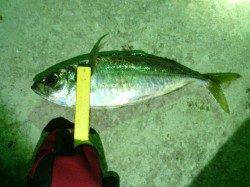 常夜灯まわりの光の明暗や底を攻めてデカアジをゲット！