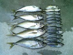 常夜灯まわりの光の明暗や底を攻めてデカアジ…