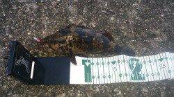 食コン沖向きテトラでタケノコメバル