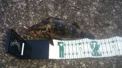 食コン沖向きテトラでタケノコメバル