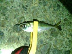 大阪南港でのアジング、レギュラーサイズのみでした