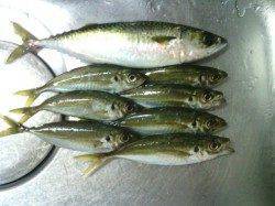 大阪南港でのアジング、レギュラーサイズのみでした