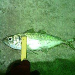 大阪南港でのデカアジ狙い