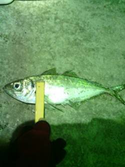 大阪南港でのデカアジ狙い