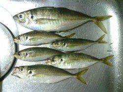 大阪南港でのデカアジ狙い