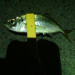 大阪南港で仕事帰りにアジング、レギュラーサイズを15匹