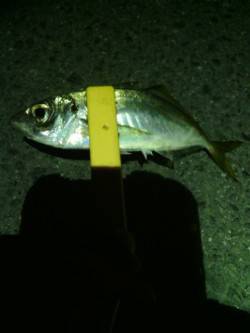 大阪南港で仕事帰りにアジング、レギュラーサ…