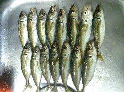 大阪南港で仕事帰りにアジング、レギュラーサイズを15匹