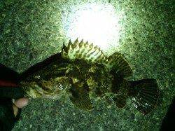 南港周辺でアジング、タケノコメバルとアジの釣果