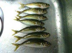 南港周辺でアジング、タケノコメバルとアジの釣果