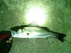 大阪南港アジング、レギュラーサイズのアジと…