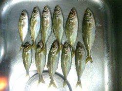 大阪南港アジング、レギュラーサイズのアジとシーバス