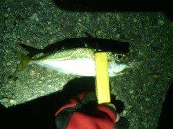 大阪南港でのアジング釣果