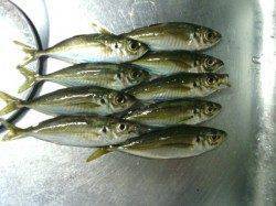 大阪南港でのアジング釣果