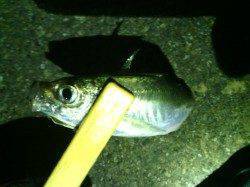 大阪南港アジングでレギュラーサイズ数釣れて楽しい釣りに♪