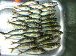 大阪南港アジングでレギュラーサイズ数釣れて楽しい釣りに♪