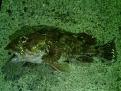 大阪南港のアジングでアジ・ガシラ