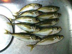 大阪南港のアジングでアジ・ガシラ