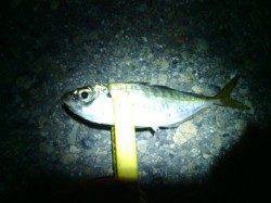 大阪南港でアジング、潮が動き出してポツポツ釣れました