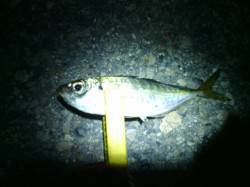 大阪南港でアジング、潮が動き出してポツポツ…