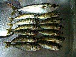 大阪南港でアジング、潮が動き出してポツポツ釣れました