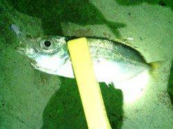 大阪南港でのアジング【ほとんどサンバで釣れました】