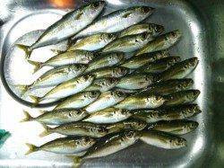 大阪南港でのアジング【ほとんどサンバで釣れました】