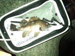 ライトワインドでメバル、活性高いようだが個体が少ないような・・・