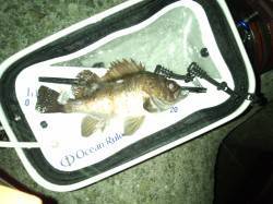 ライトワインドでメバル、活性高いようだが個…