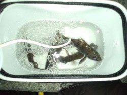 ライトワインドでメバル、活性高いようだが個体が少ないような・・・