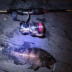 初釣りに南港アジングへ、底付近をドリフトさせ良型アジ！！