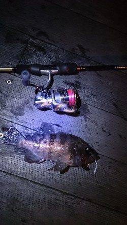 初釣りに南港アジングへ、底付近をドリフトさせ良型アジ！！