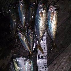 沖へのフルキャスト～フォールでデカ鯵ゲット！