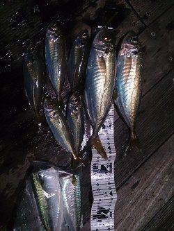 沖へのフルキャスト～フォールでデカ鯵ゲット！