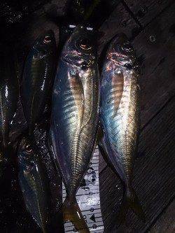 沖へのフルキャスト～フォールでデカ鯵ゲット！