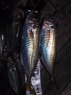 沖へのフルキャスト～フォールでデカ鯵ゲット…