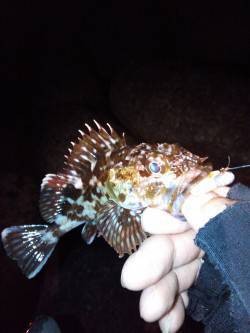 初釣りはボウズ逃れで貝塚にてガシラ狙い(^…