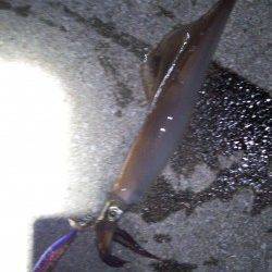 今年初の烏賊は田ノ浦でスルメイカ