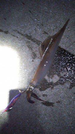 今年初の烏賊は田ノ浦でスルメイカ