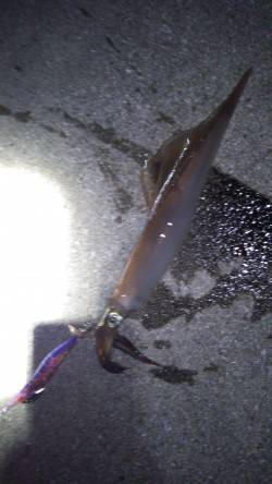 今年初の烏賊は田ノ浦でスルメイカ