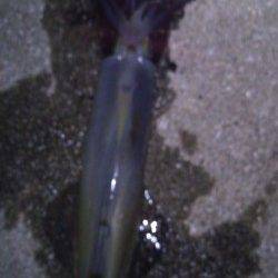 今年初の烏賊は田ノ浦でスルメイカ