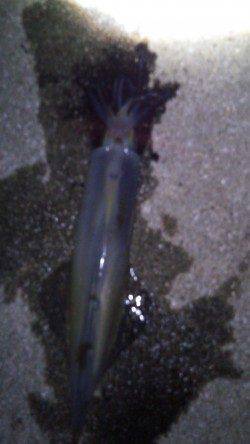 今年初の烏賊は田ノ浦でスルメイカ