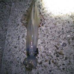 印南港　1投目のエギにスルメイカがヒット　ヤエンでアオリの姿も