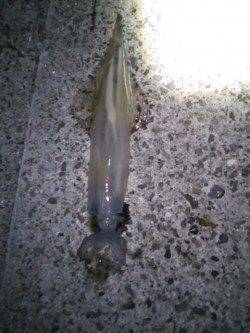 印南港　1投目のエギにスルメイカがヒット　ヤエンでアオリの姿も