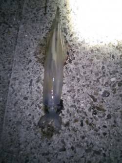 印南港　1投目のエギにスルメイカがヒット　…