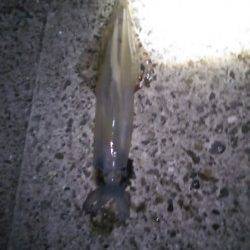 印南港　1投目のエギにスルメイカがヒット　ヤエンでアオリの姿も