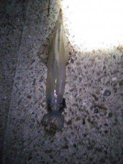 印南港　1投目のエギにスルメイカがヒット　ヤエンでアオリの姿も